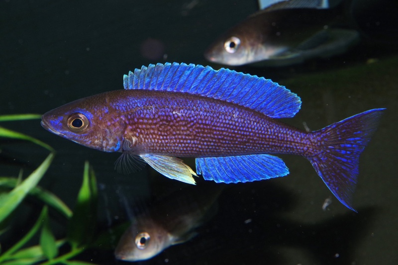 Cyprichromis microlepidotus 'Luagala Point'